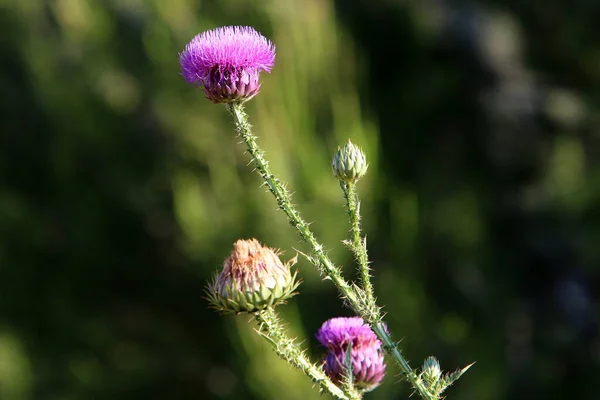 Thistle Thickets Forest Clearing Northern Israel Milk Thistle Close — Stock Photo, Image
