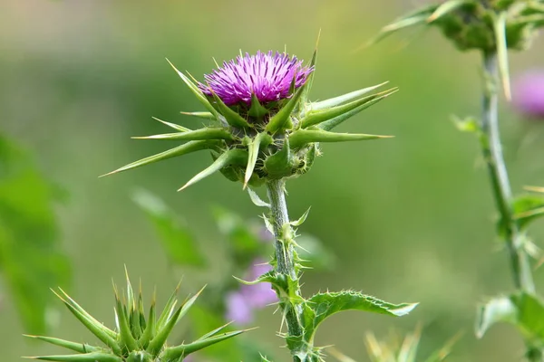 Thistle Matorrales Claro Bosque Norte Israel Cardo Mariano Cerca —  Fotos de Stock