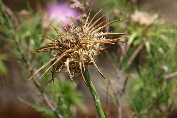 Disteldickicht Auf Einer Waldlichtung Norden Israels Milchdistel Aus Nächster Nähe — Stockfoto