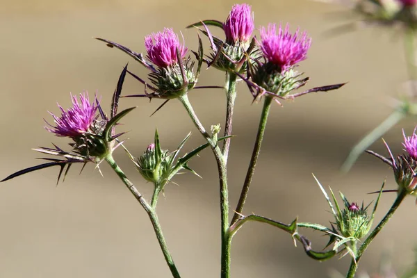 Thistle Matorrales Claro Bosque Norte Israel Cardo Mariano Cerca — Foto de Stock