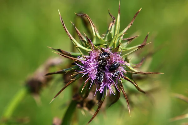 Thistle Matorrales Claro Bosque Norte Israel Cardo Mariano Cerca — Foto de Stock