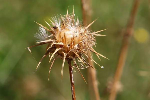 Disteldickicht Auf Einer Waldlichtung Norden Israels Milchdistel Aus Nächster Nähe — Stockfoto