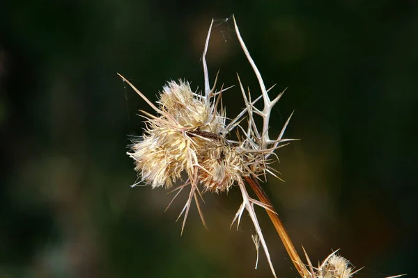 Thistle Matorrales Claro Bosque Norte Israel Cardo Mariano Cerca — Foto de Stock