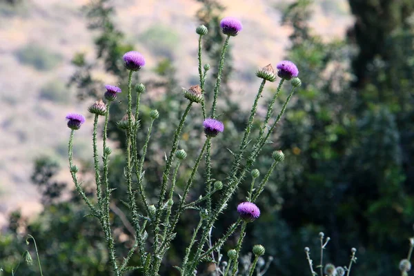 Distelstruiken Een Bos Open Maken Het Noorden Van Israël Melkdistel — Stockfoto