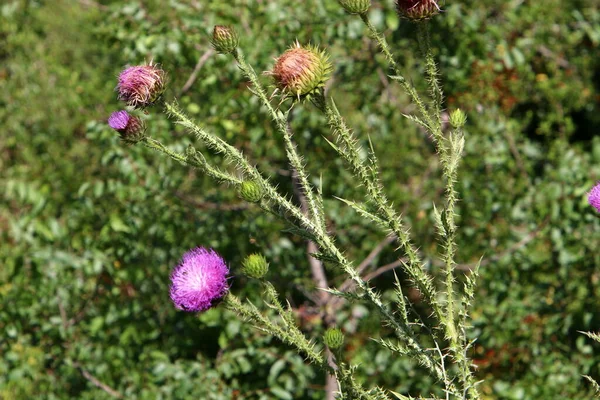 Thistle Fourrés Dans Une Clairière Dans Nord Israël Chardon Marie — Photo