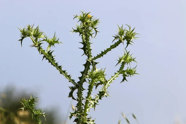 Thistle Matorrales Claro Bosque Norte Israel Cardo Mariano Cerca — Foto de Stock