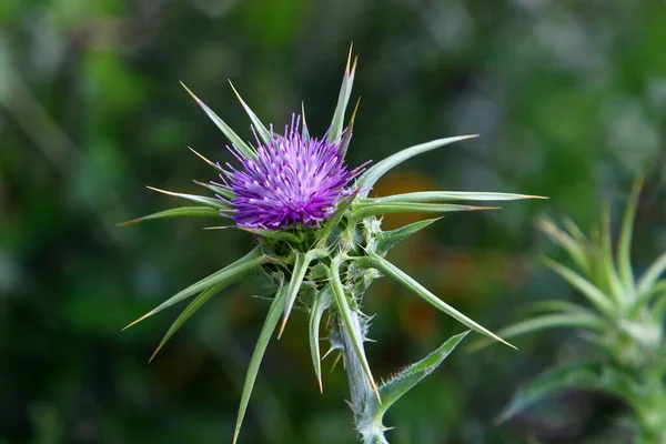 Disteldickicht Auf Einer Waldlichtung Norden Israels Milchdistel Aus Nächster Nähe — Stockfoto