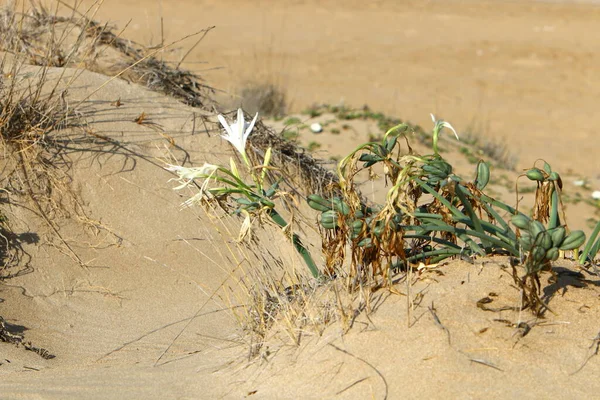 Des Plantes Des Fleurs Vertes Poussent Sur Sable Dans Désert — Photo