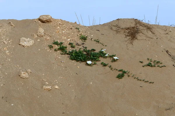 Zielone Rośliny Kwiaty Rosną Piasku Pustyni Południowym Izraelu Gorące Lato — Zdjęcie stockowe