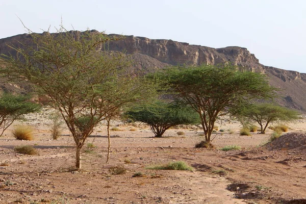 緑の植物や花はイスラエル南部の砂漠の砂の上で成長します イスラエルの暑い夏 — ストック写真