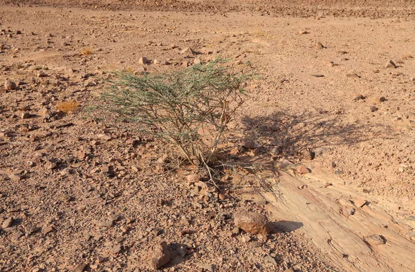 Des Plantes Des Fleurs Vertes Poussent Sur Sable Dans Désert — Photo