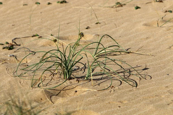 Plantas Flores Verdes Crecen Arena Desierto Sur Israel Verano Caliente —  Fotos de Stock