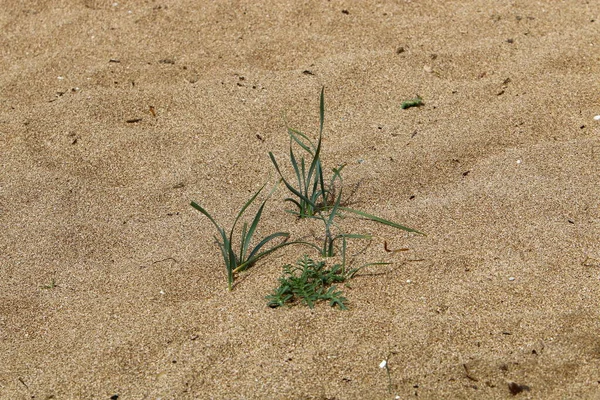 Des Plantes Des Fleurs Vertes Poussent Sur Sable Dans Désert — Photo