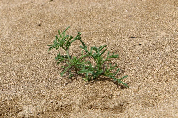 Plantas Flores Verdes Crecen Arena Desierto Sur Israel Verano Caliente — Foto de Stock