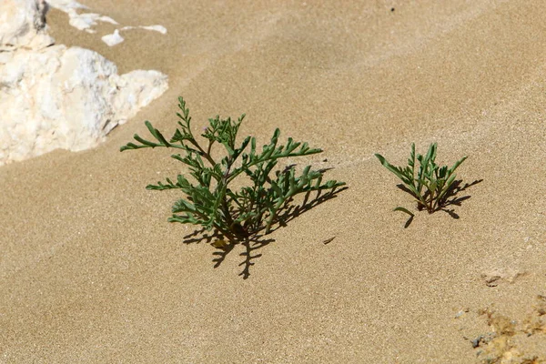 Green Plants Flowers Grow Sand Desert Southern Israel Hot Summer — Stock Photo, Image