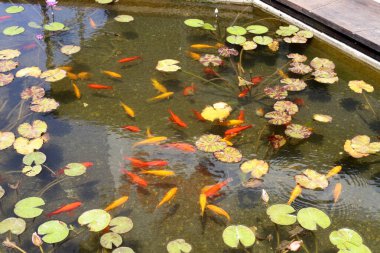 İsrail 'in Tel Aviv şehrinde temiz suyla dolu bir havuzda nilüfer yaprakları ve çiçekler 