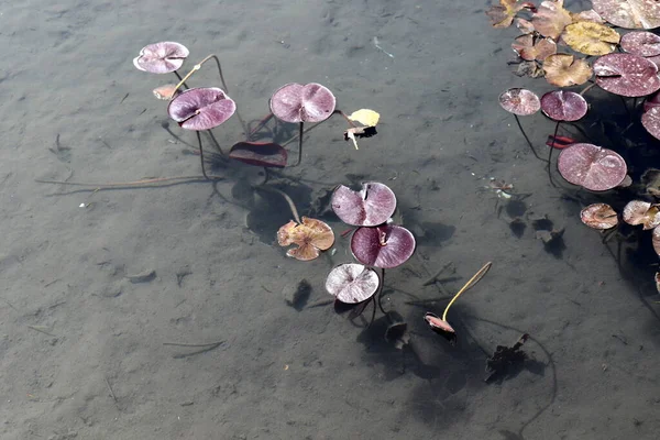 Hojas Loto Flores Una Piscina Con Agua Dulce Ciudad Tel —  Fotos de Stock