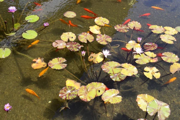 Lotus Daun Dan Bunga Kolam Renang Dengan Air Tawar Tel — Stok Foto