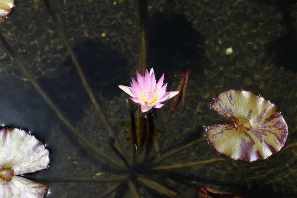 Hojas Loto Flores Una Piscina Con Agua Dulce Ciudad Tel —  Fotos de Stock