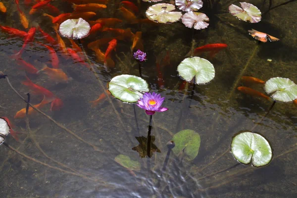 Lotus Daun Dan Bunga Kolam Renang Dengan Air Tawar Tel — Stok Foto