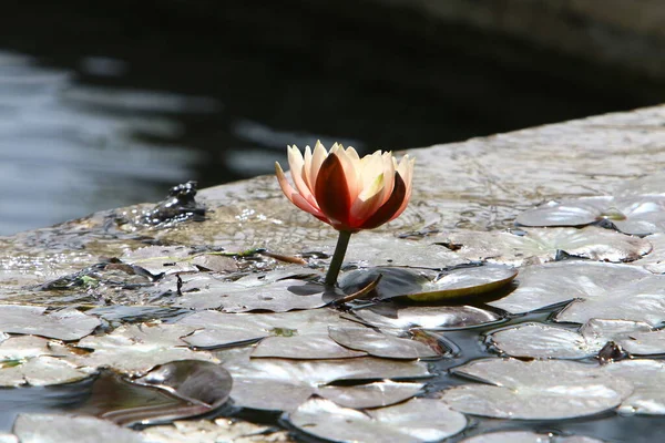 Lotusblätter Und Blüten Einem Pool Mit Süßwasser Tel Aviv Israel — Stockfoto