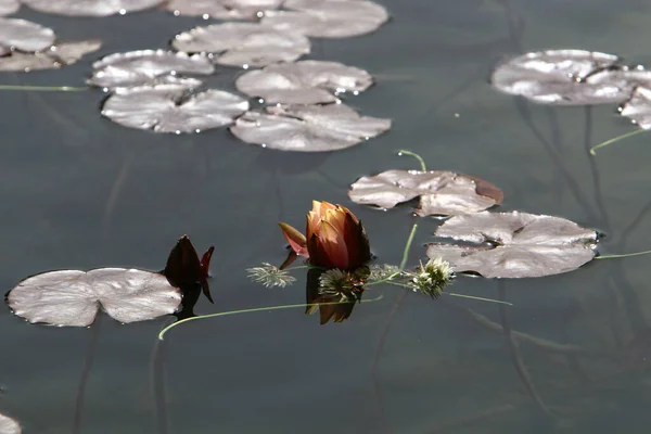 Hojas Loto Flores Una Piscina Con Agua Dulce Ciudad Tel —  Fotos de Stock