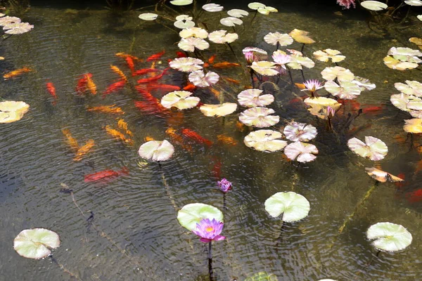 Лотос Листья Цветы Бассейне Пресной Водой Городе Тель Авив Израиле — стоковое фото