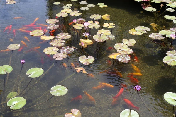 Lotus Daun Dan Bunga Kolam Renang Dengan Air Tawar Tel — Stok Foto
