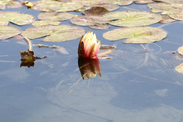 Folhas Lótus Flores Uma Piscina Com Água Doce Cidade Tel — Fotografia de Stock