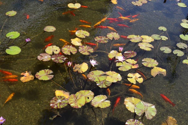 Hojas Loto Flores Una Piscina Con Agua Dulce Ciudad Tel —  Fotos de Stock