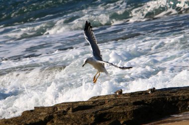 Akdeniz kıyısındaki martı sürüsü. Su kuşları balıklarla beslenir. 
