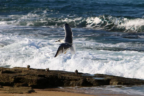 Seagull Shores Mediterranean Sea Waterfowl Feeds Fish — Stock Photo, Image
