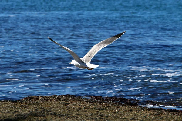 Seagull Shores Mediterranean Sea Waterfowl Feeds Fish — Stock Photo, Image