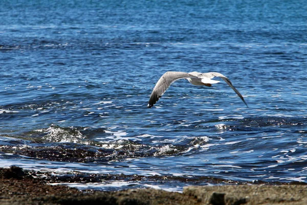 Möwen Den Ufern Des Mittelmeeres Wasservögel Ernährt Sich Von Fischen — Stockfoto