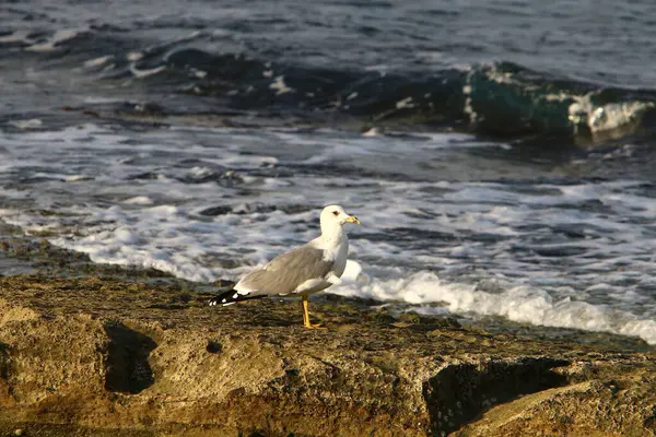 Gaivota Nas Margens Mar Mediterrâneo Alimentação Aves Aquáticas Peixes — Fotografia de Stock