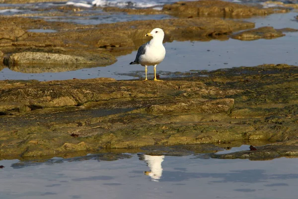 Gabbiano Sulle Rive Del Mar Mediterraneo Uccelli Acquatici Nutrono Pesce — Foto Stock