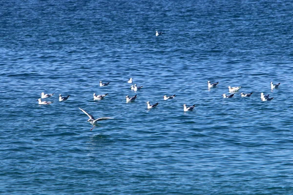 地中海の海岸にカモメ 魚への水鳥の餌 — ストック写真