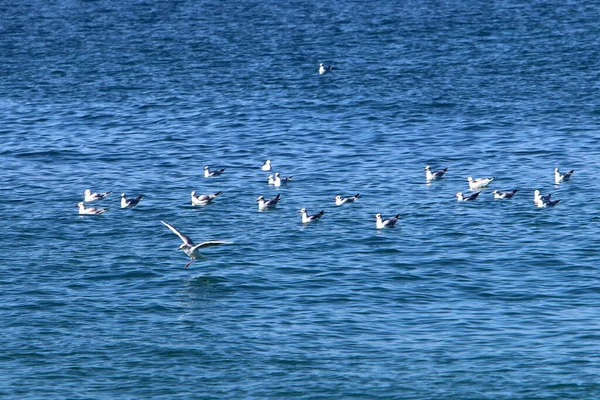 Mouette Sur Les Rives Mer Méditerranée Sauvagine Nourrit Poissons — Photo