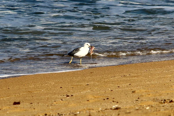 Möwen Den Ufern Des Mittelmeeres Wasservögel Ernährt Sich Von Fischen — Stockfoto