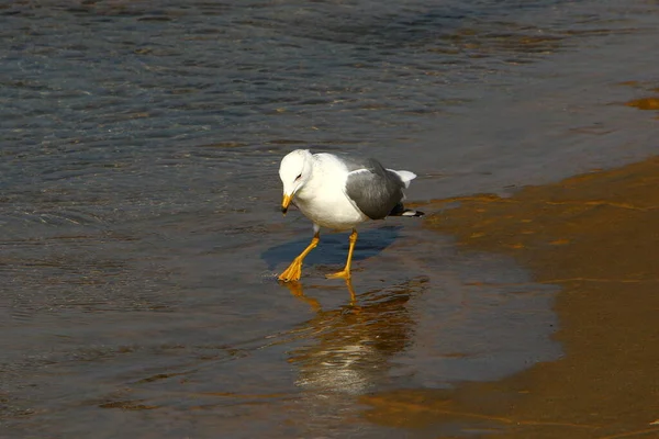 Möwen Den Ufern Des Mittelmeeres Wasservögel Ernährt Sich Von Fischen — Stockfoto