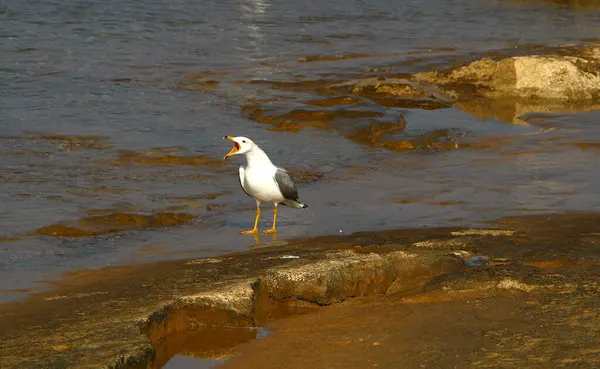 地中海沿岸的海鸥 水鸟以鱼为食 — 图库照片