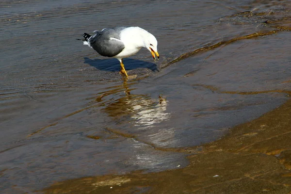 Gaivota Nas Margens Mar Mediterrâneo Alimentação Aves Aquáticas Peixes — Fotografia de Stock
