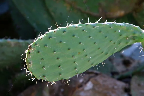 Cactus Grande Espinoso Cultivado Parque Ciudad Norte Israel —  Fotos de Stock