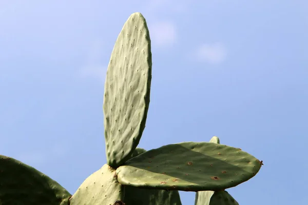 Cactus Grande Espinoso Cultivado Parque Ciudad Norte Israel —  Fotos de Stock