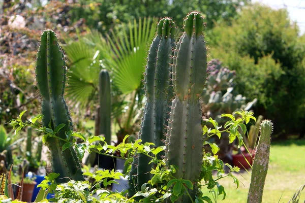 Ein Großer Stacheliger Kaktus Der Einem Stadtpark Norden Israels Wächst — Stockfoto