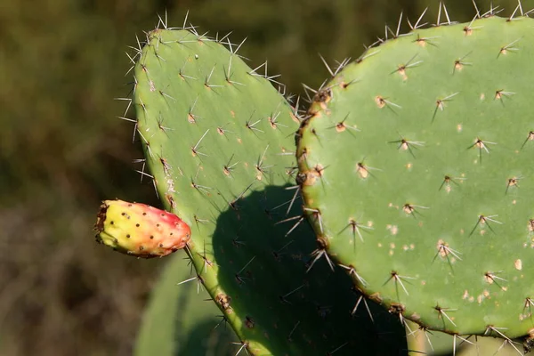 Grand Cactus Épineux Cultivé Dans Parc Urbain Dans Nord Israël — Photo