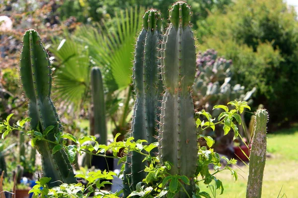 Ein Großer Stacheliger Kaktus Der Einem Stadtpark Norden Israels Wächst — Stockfoto