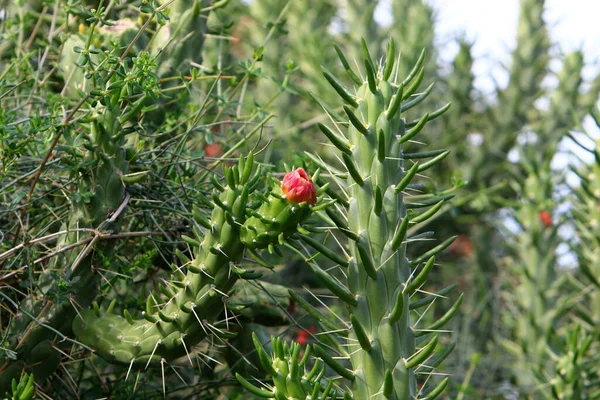 Grand Cactus Épineux Cultivé Dans Parc Urbain Dans Nord Israël — Photo