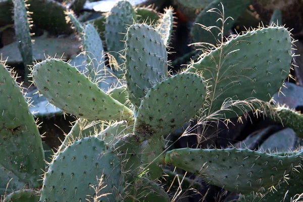 Cactus Grande Espinoso Cultivado Parque Ciudad Norte Israel —  Fotos de Stock