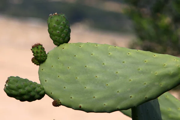 Grand Cactus Épineux Cultivé Dans Parc Urbain Dans Nord Israël — Photo